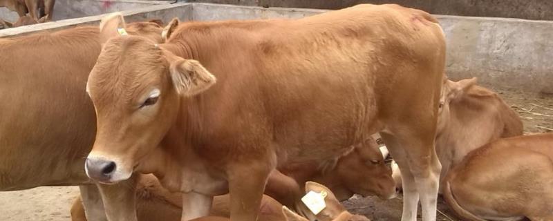 牛的毛重计算方法，牛出肉率是多少 牛的毛重与肉的比例算法
