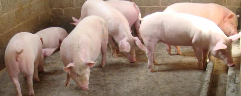 猪体脂率，猪低温急救法（猪低温症症状和治疗方案）