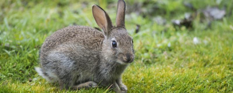 野兔子吃什么东西，吃庄稼怎么办 野兔子吃什么食物