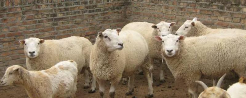 养羊的技术方法，豆腐渣养羊配方 豆腐渣怎么养羊
