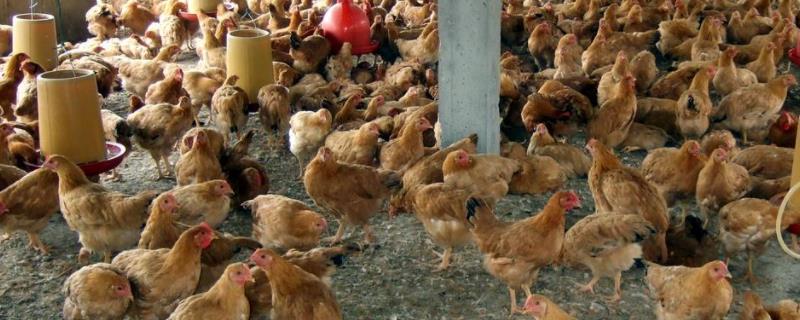 2021年养鸡行业与市场分析，卖鸡杀鸡生意利润大吗