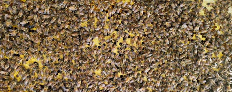 土蜂养殖方法