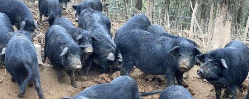 藏香猪最大能长多少斤，附养殖技术 藏香猪一般能长多大