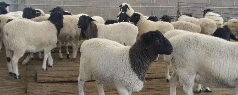 杜泊羊哪里有售，怎样辨别是纯种的 杜泊羊哪里有售,怎样辨别是纯种的羊