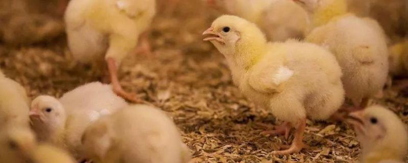 小鸡长什么样子，染色小鸡能活多久 染色的小鸡能活多久