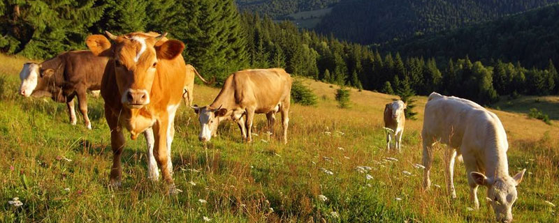 母牛饲料配方和喂养方法 母牛饲料配方和喂养方法书籍