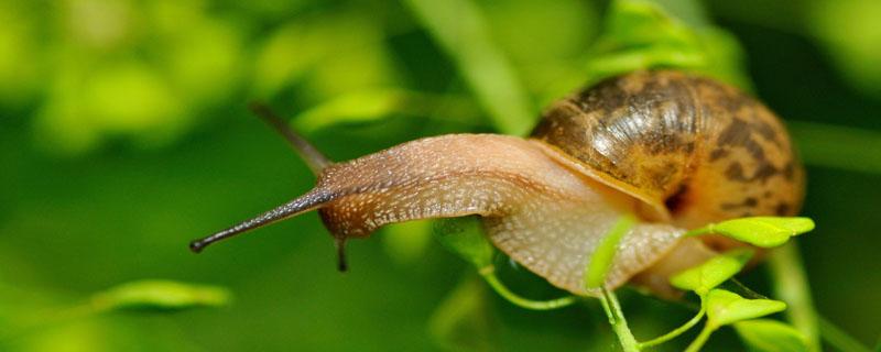 蜗牛缩在壳里不出来怎么办 小蜗牛缩在壳里不出来