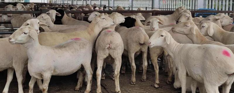 澳洲白绵羊产羔率，一胎能生几只 澳洲白绵羊一年几胎
