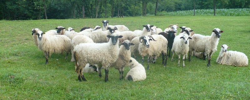 小公羊几个月能配羊（小母羊几个月能配羊）