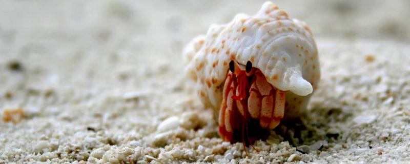 寄居蟹吃什么食物，是怎么形成的（寄居蟹吃啥,可以家养吗）