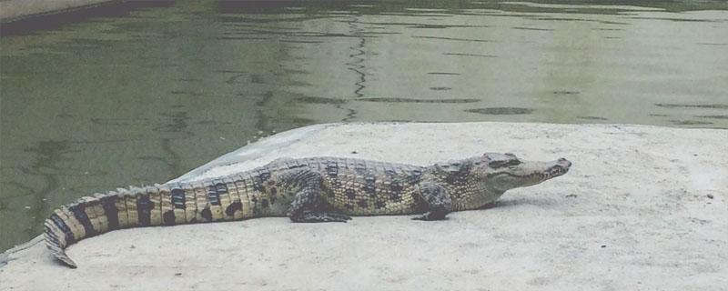 鳄鱼能在水里憋气多久 鳄鱼 憋气