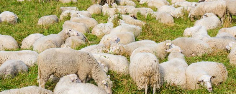 一头羊多少斤 一头羊多少斤羊肉