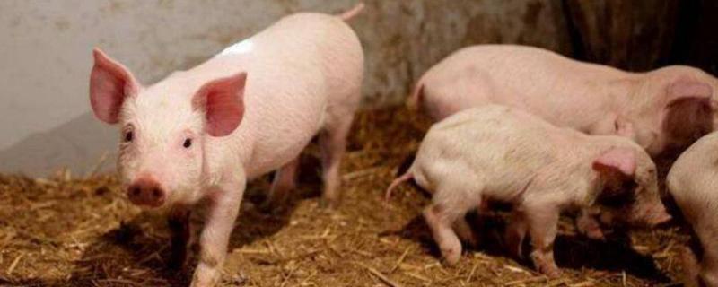 猪的种类有哪些，什么叫原种猪 猪的原种是什么意思