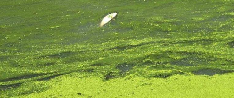 蓝藻爆发的原因是什么，如何治理 蓝藻爆发的原因怎么处理