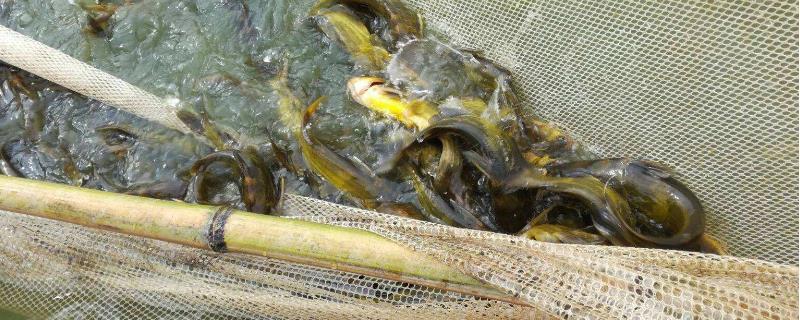 高密度黄颡鱼养殖技术 黄颡鱼可以高密度养殖吗