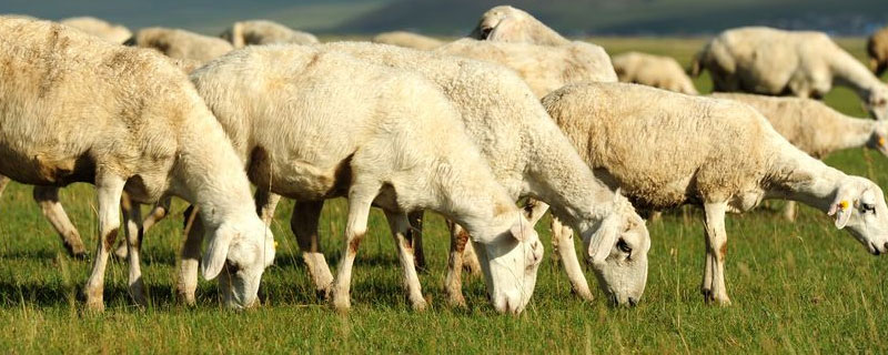 养多少母羊需一只公羊 养一只母羊多少平