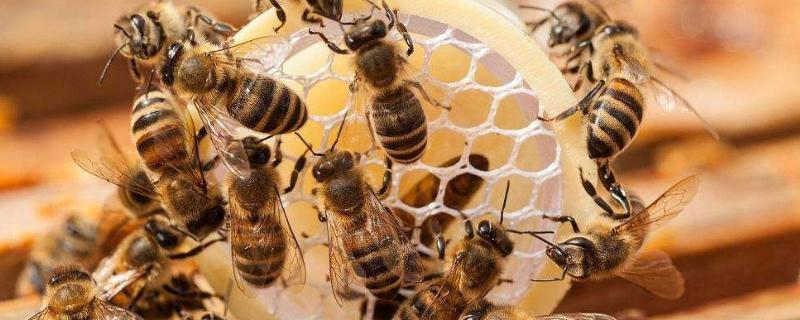 维持大群的中蜂品种，如何快速繁蜂（维持大群的中蜂品种,如何快速繁蜂）