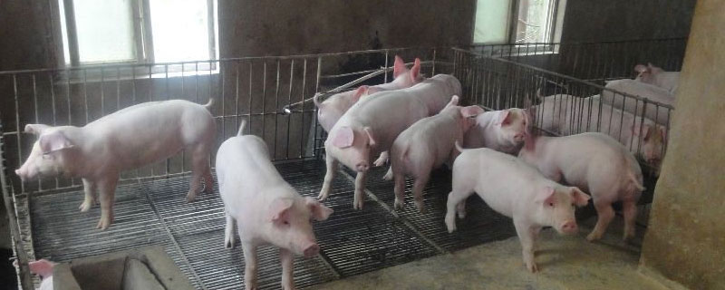 标准猪舍尺寸 猪舍规格尺寸