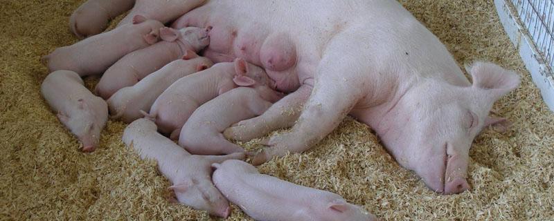 怎样看出母猪怀几只仔 母猪怎么看有多少只