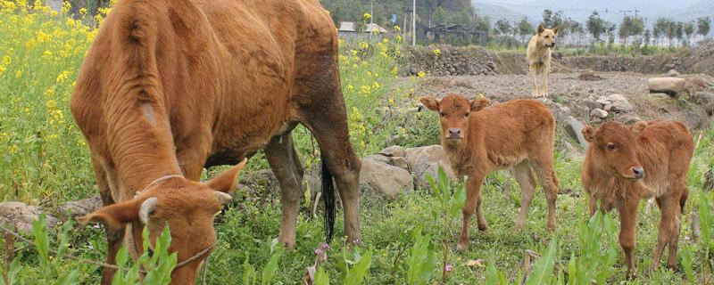 1000斤牛能出多少斤肉（1000斤牛可以出多少肉）