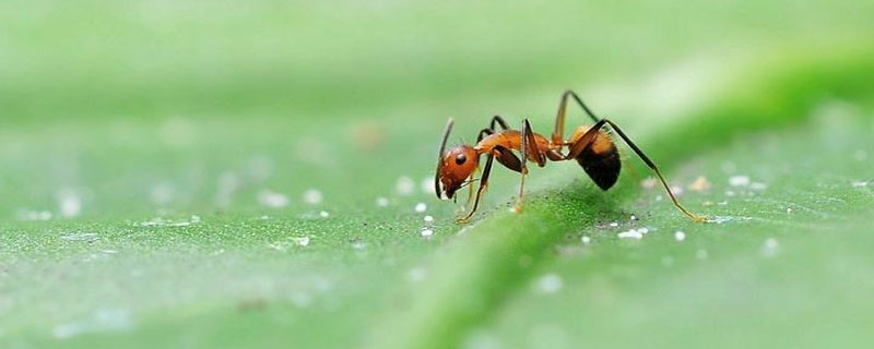 蚂蚁有几只脚（蚂蚁有几只脚和眼睛）