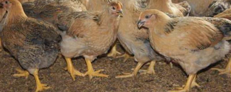 k9鸡苗能长多少斤，是什么品种的 k9鸡可以养到几斤