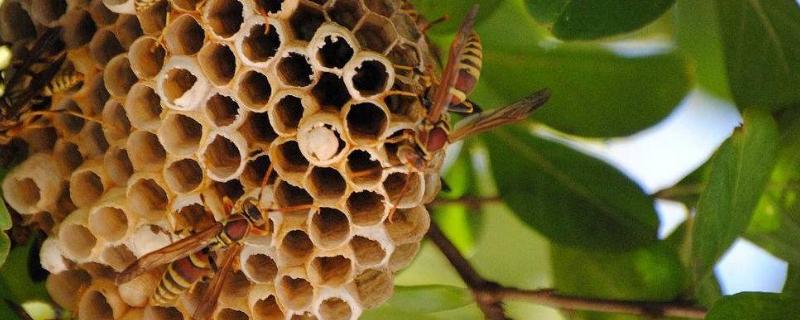 马蜂有蜂王吗，不吃不喝能活多久 马蜂不产蜂蜜吗