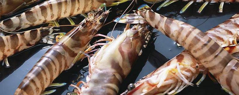 海虾种类，与淡水虾有什么区别（海虾和淡水虾的区别）