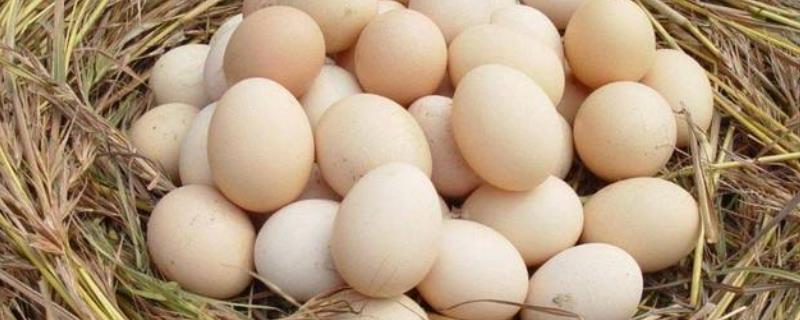 怎么联系收购土鸡蛋的，多少钱一斤（哪里有收购土鸡蛋多少钱一斤）