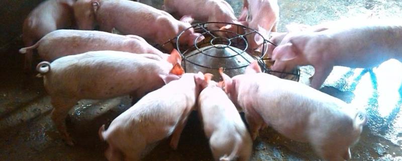 10公斤小母猪养多久下小猪，如何喂养 十公斤小猪一天吃多少饲料