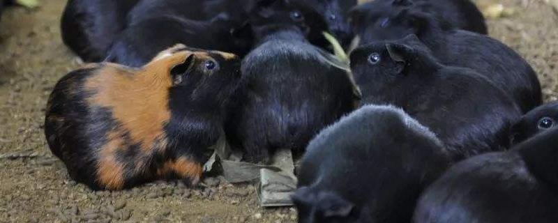 豚鼠能活多久，和荷兰猪有何区别（荷兰猪豚鼠寿命）