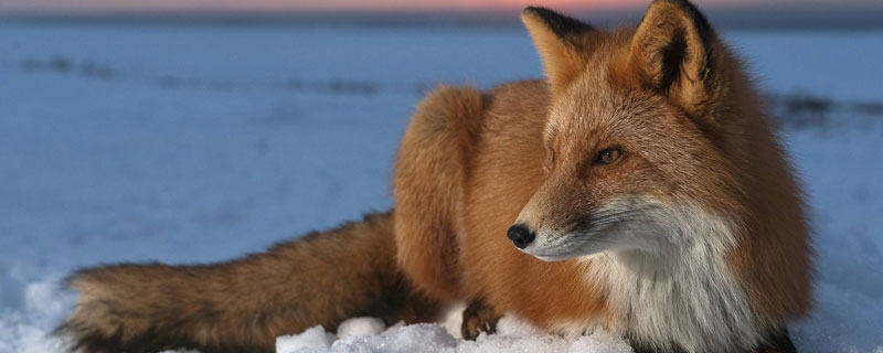 狐狸的克星是什么动物 狐狸是什么动物的天敌
