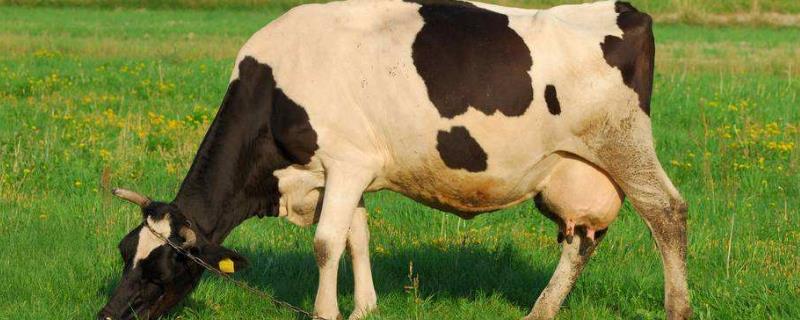 奶牛几个奶，几个月可以产奶 奶牛一般多大开始产奶