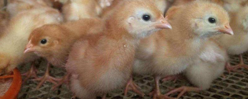海兰褐蛋鸡产蛋性能，可以散养吗 海兰褐蛋鸡产蛋性能,可以散养吗