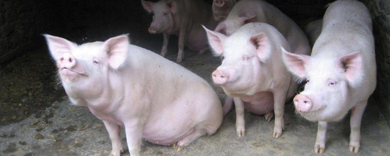 猪隔膜肉是什么部位，猪利是什么（猪隔膜肉的做法窍门）