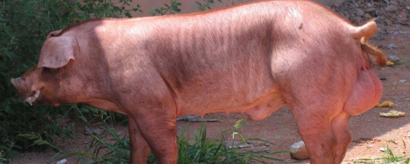 杜洛克猪的品种介绍，有什么特点 杜洛克猪的优缺点