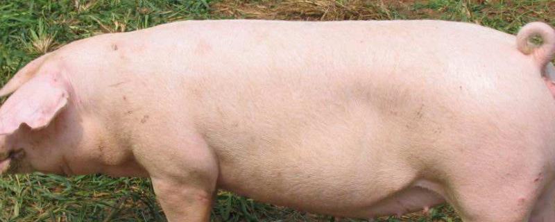 氯前列醇钠对母猪的作用与用法，打完多久起效