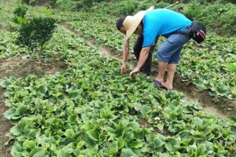 沙姜的种植方法及栽培技术