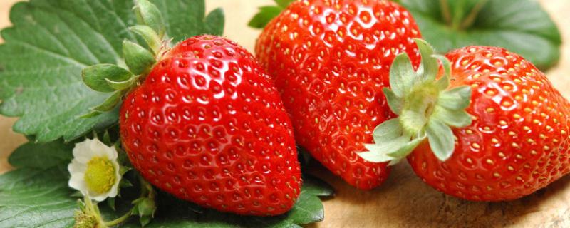 草莓蓟马用什么药好，附危害症状 草莓蓟马虫害用什么农药效果最好