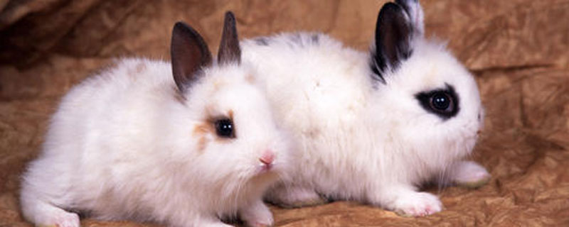 兔子打什么疫苗 兔子打什么疫苗最好