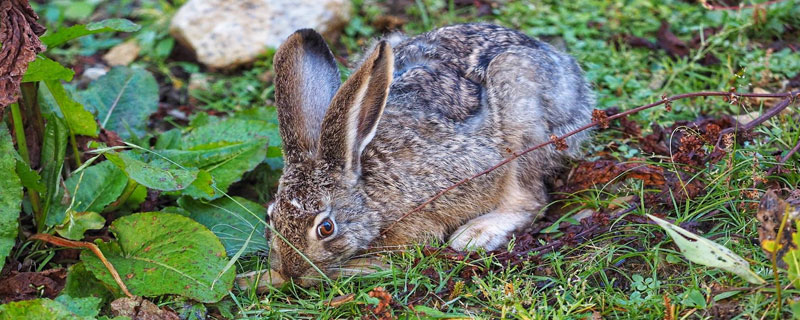 野兔每年产仔多少（野兔一年繁殖多少）