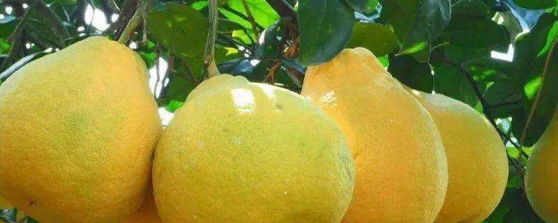 容县沙田柚特点，附沙田柚的品种 容县沙田柚的功效与作用
