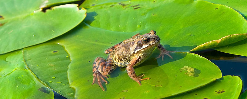 青蛙可以活多久 青蛙最多可以活几年