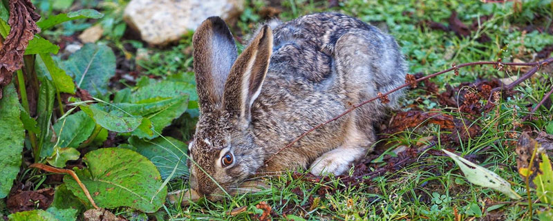 野兔是几级保护动物（麻雀是几级保护动物）
