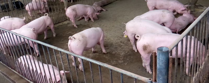 非洲猪瘟病毒在猪粪中能存活多久（非洲猪瘟的猪粪有病毒吗）