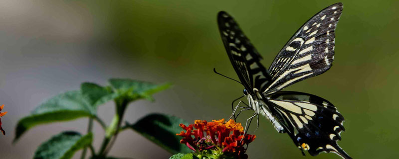 蝴蝶与蛾子的区别是什么 蝴蝶和蛾子的主要区别是什么?