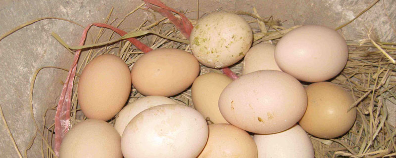 土鸡蛋和普通鸡蛋的区别 土鸡蛋和普通鸡蛋的区别营养价值