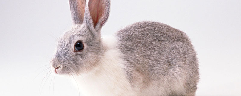 野兔喜欢什么时候活动 请问野兔子喜欢什么时候活动