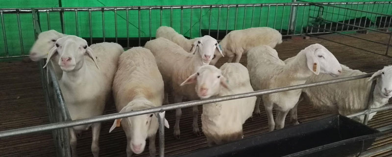 养羊多久可以出栏 羊一般要养几个月才能出栏