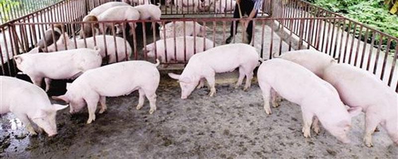 养猪需要办理什么证件 养猪需要办理什么证件?政府